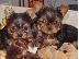 PoulaTo: BEAUTIFUL PURE BREED YORKIE MINI 80EURO